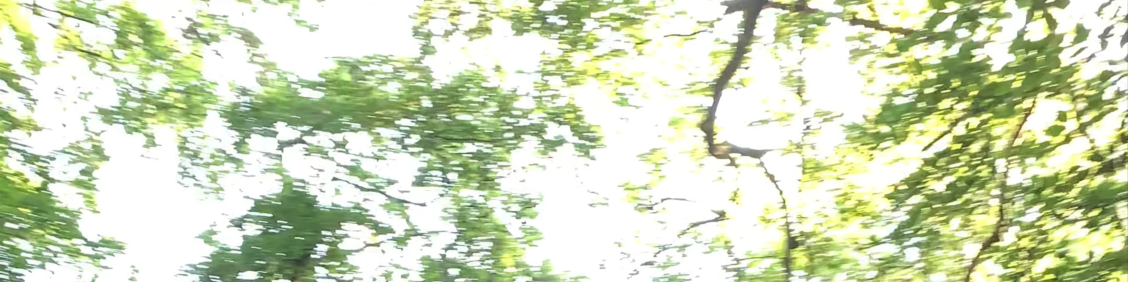 Windsor Great Park