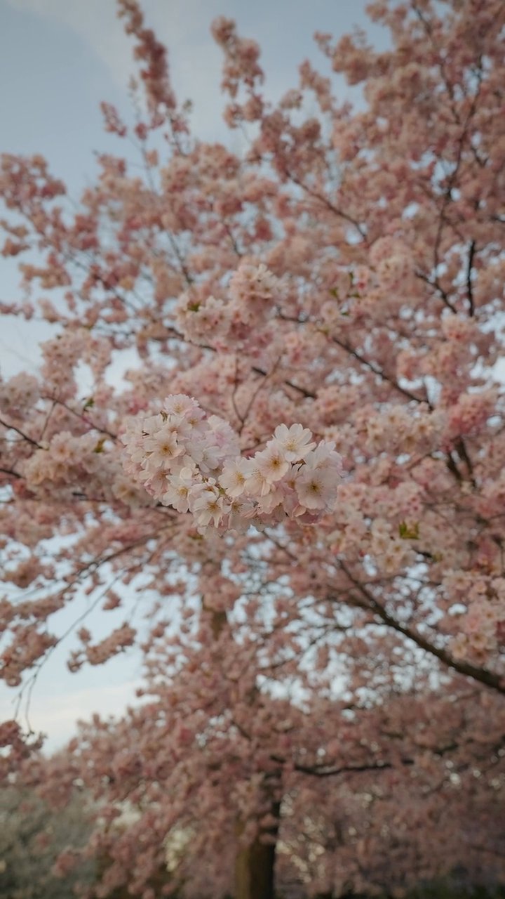 日本はやっぱり美しい🗾
🎥 Airam Dato-on · Pexels
#日本 #旅行 #絶景 #風景 #japan