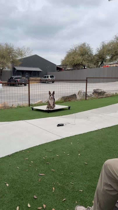 All Dogs Unleashed - Pet Training Near Me - Austin, Texas