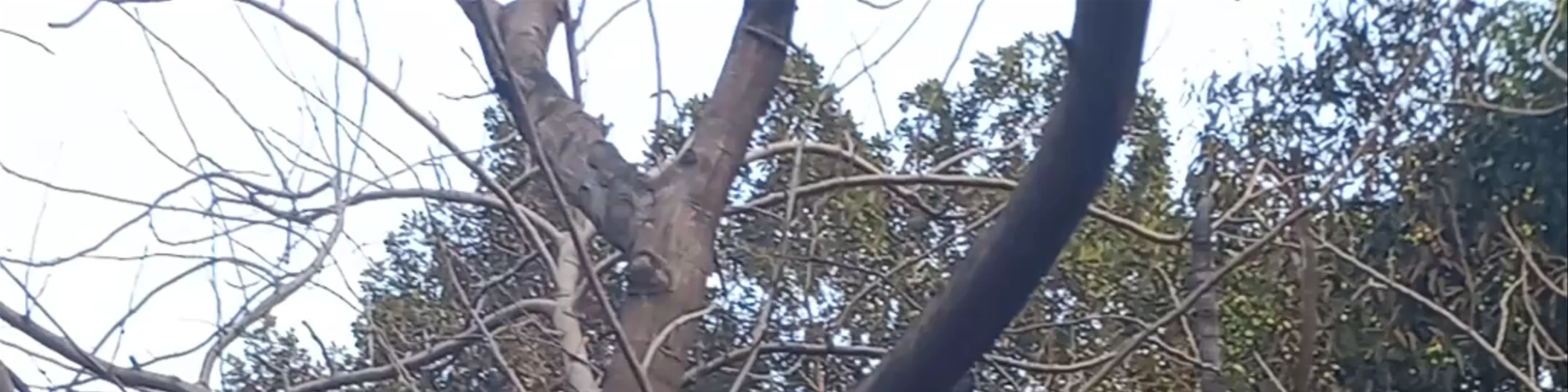 វត្ត​ពោធិលង្កា