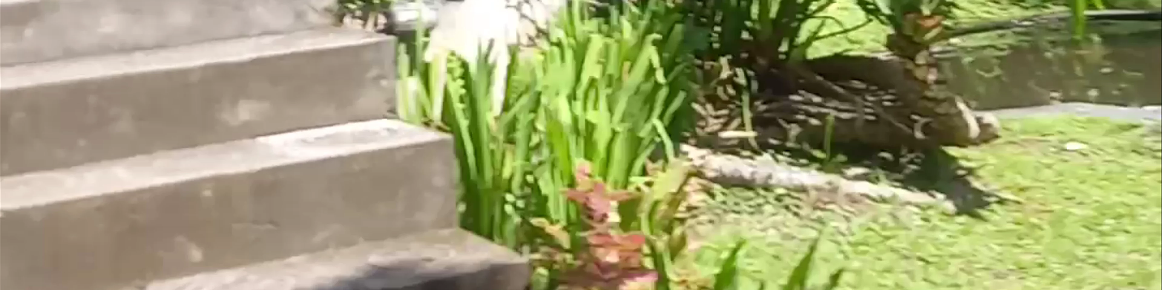 Tirta Gangga