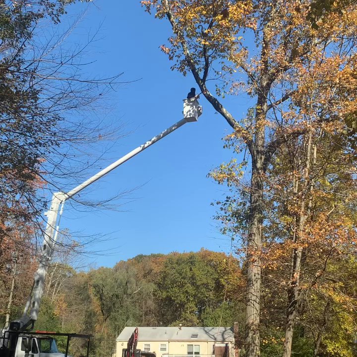 Professional Keylor Tree Service - Tree Services Near Me - Spring Valley, New York