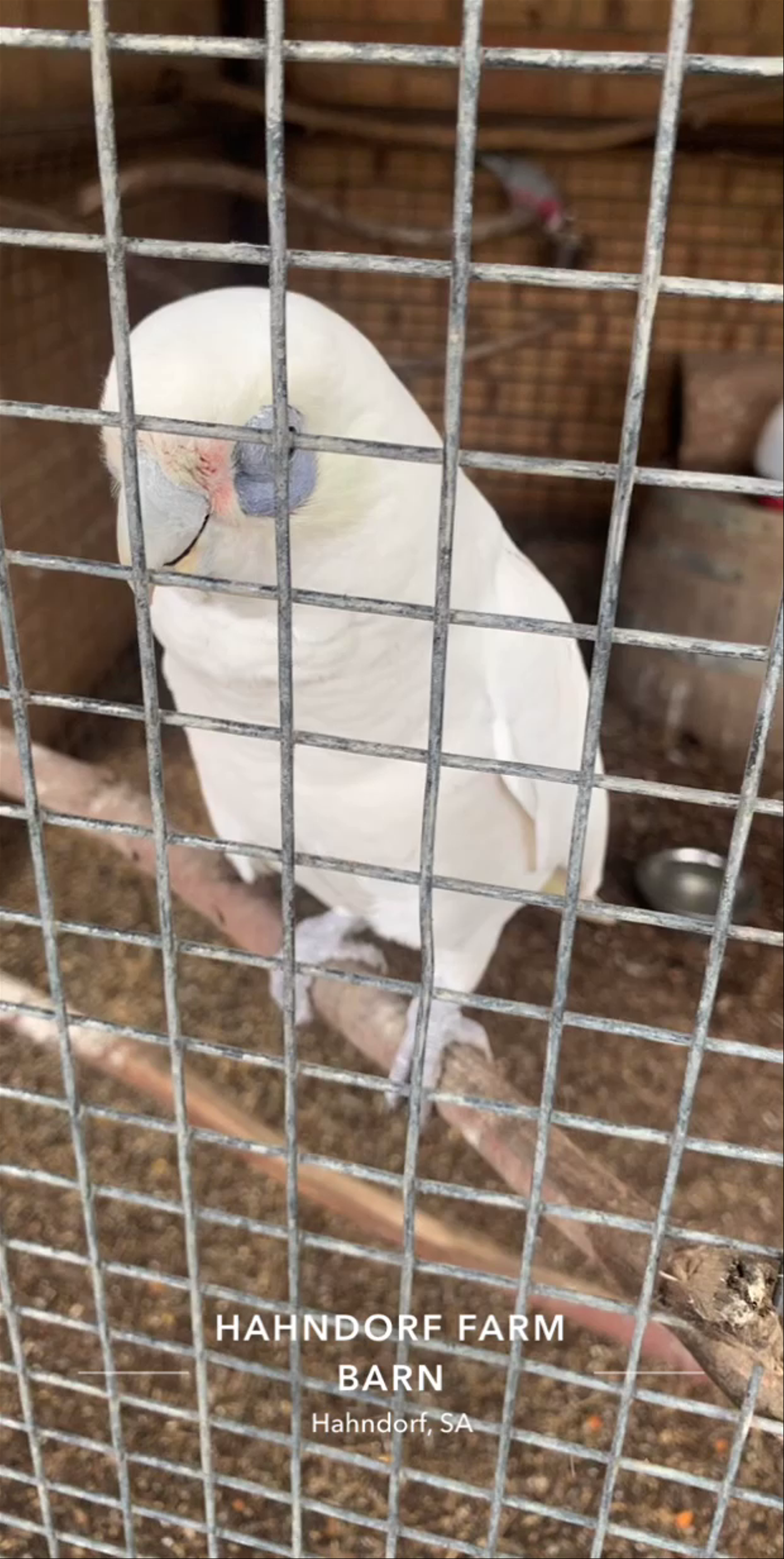 Hahndorf Farm Barn: Charming Cockatoos in South Australia