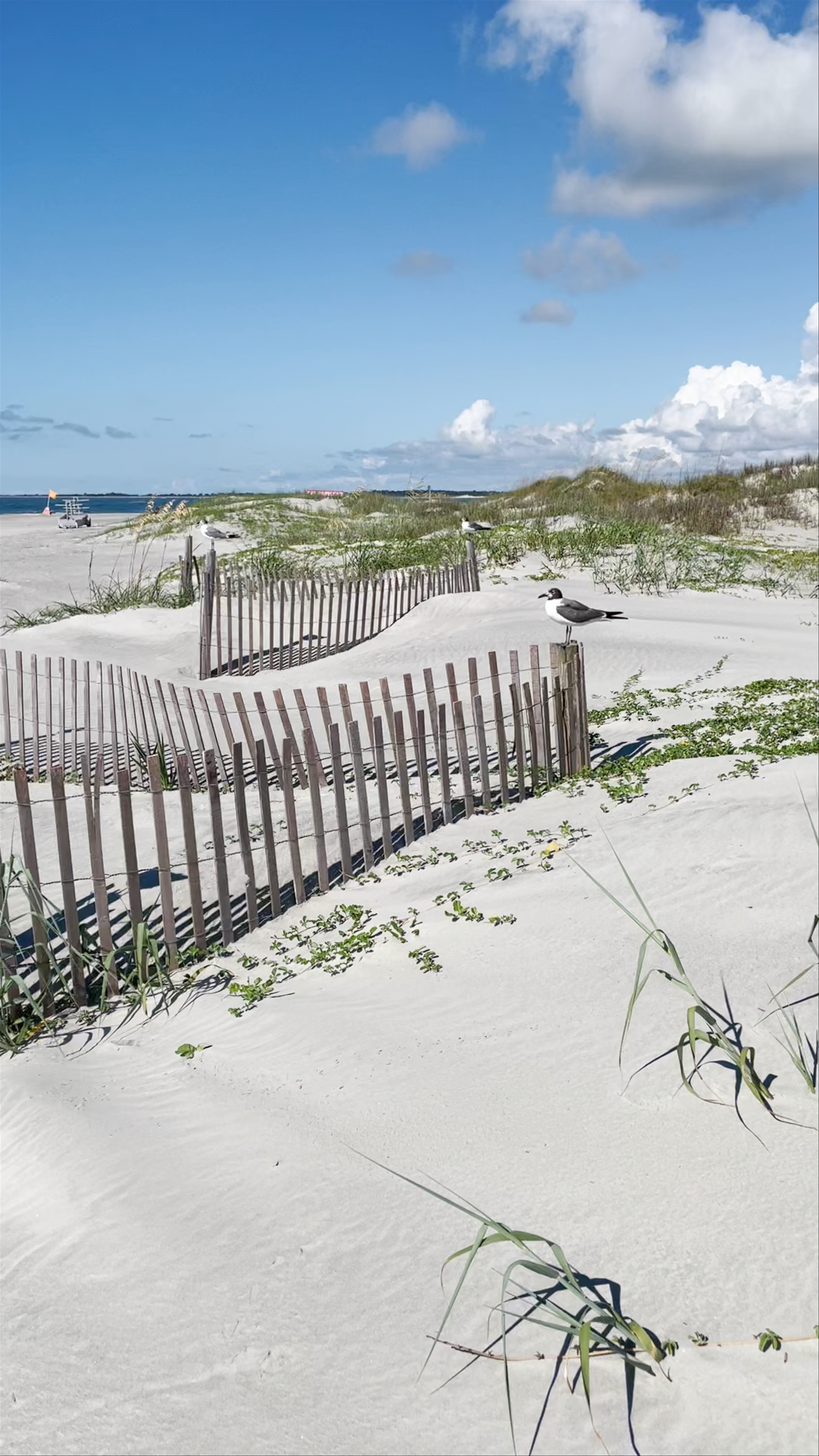 Folly Beach County Park: Coastal Serenity in South Carolina