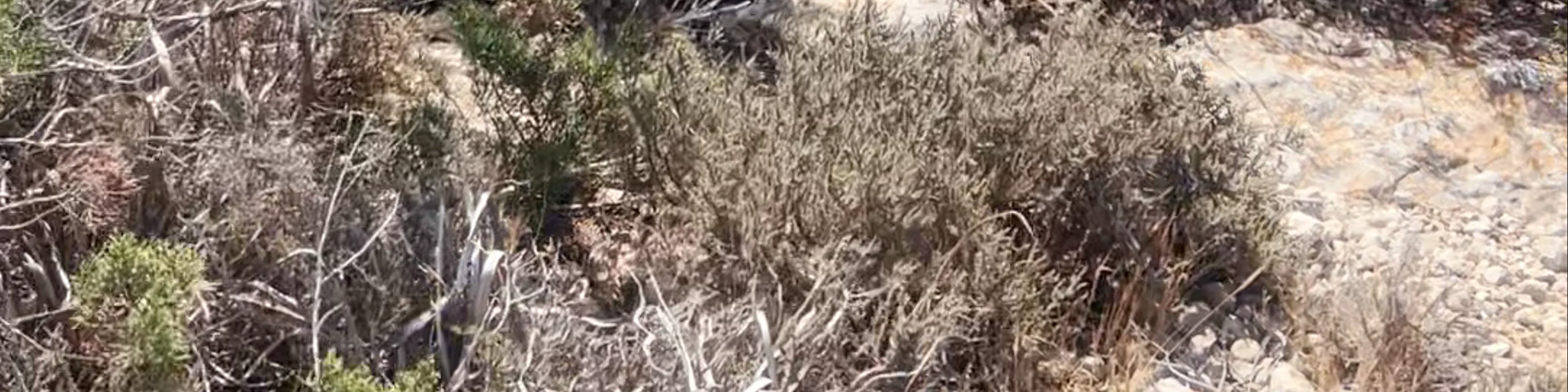 Torre des Carregador