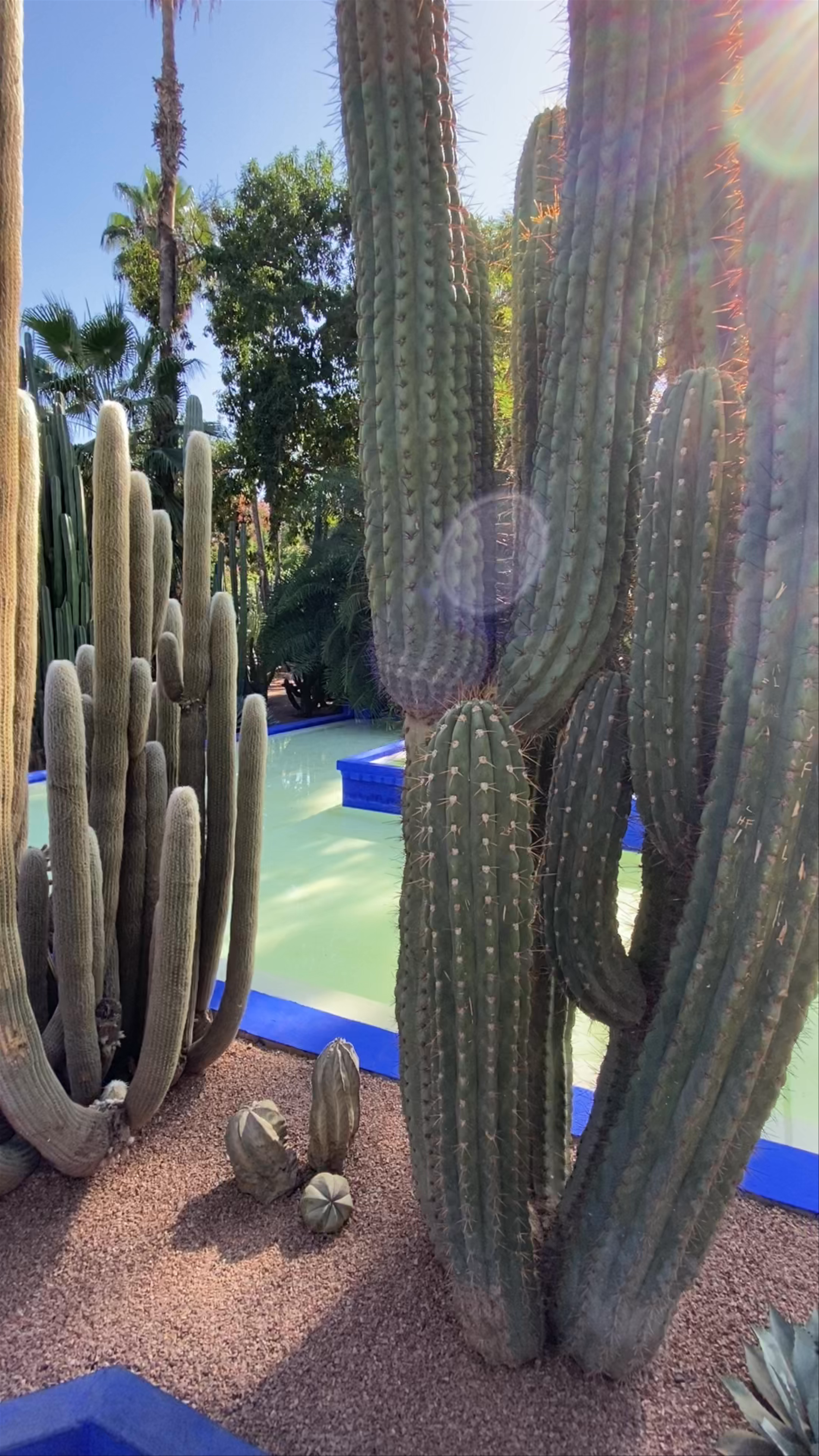 Jardin Majorelle