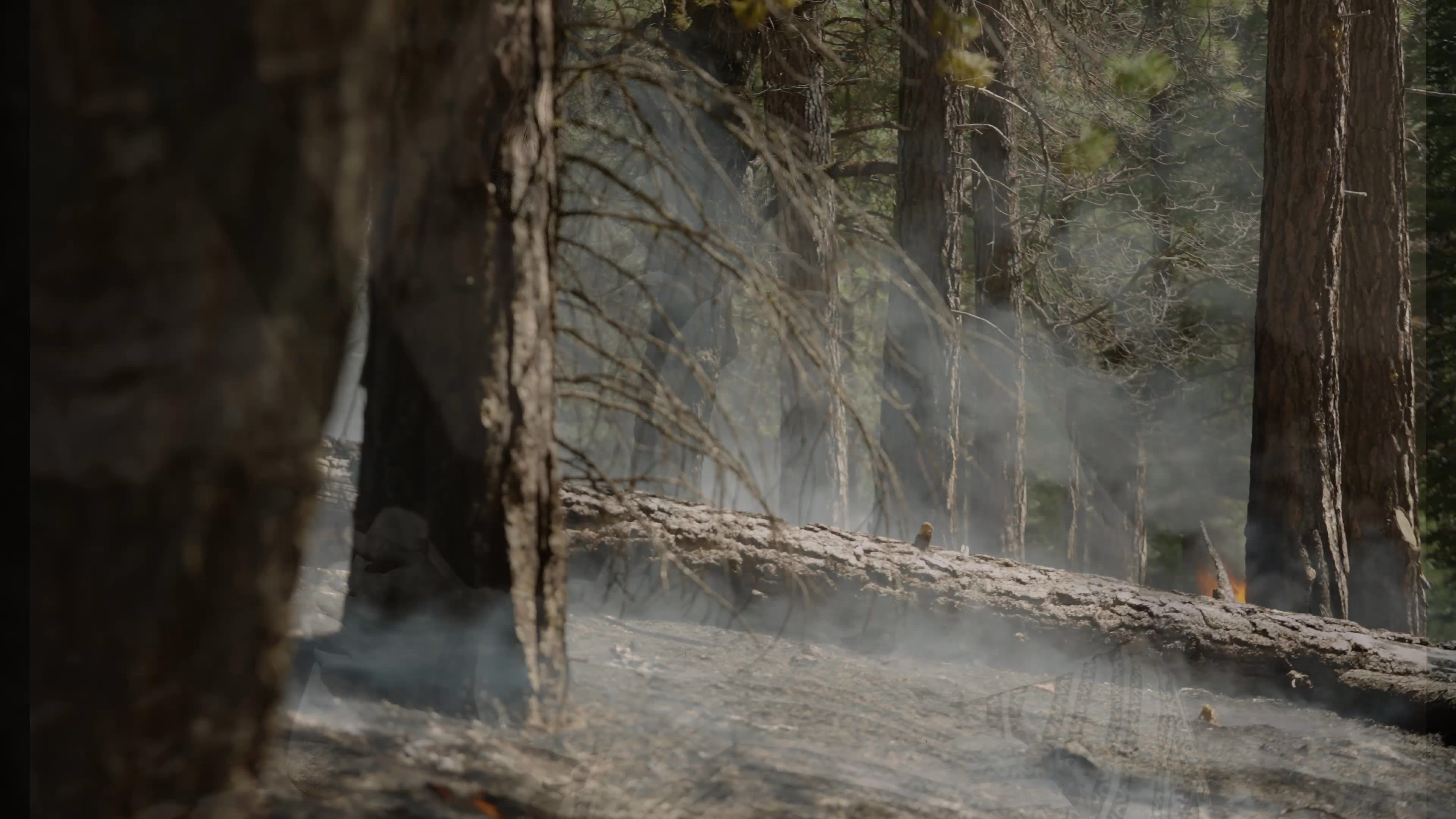 Archival portraits and a map of Mountain Maidu country accompany views of smoke drifting through a forest during a controlled burn. The narration describes how ancestral communities used frequent burning to renew the landscape, and how that knowledge was disrupted by the Gold Rush era.