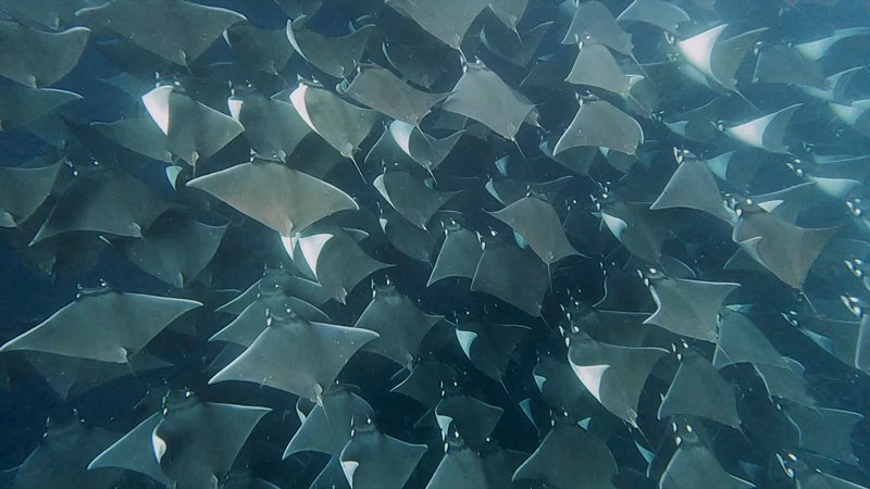 Mobula Rays poster