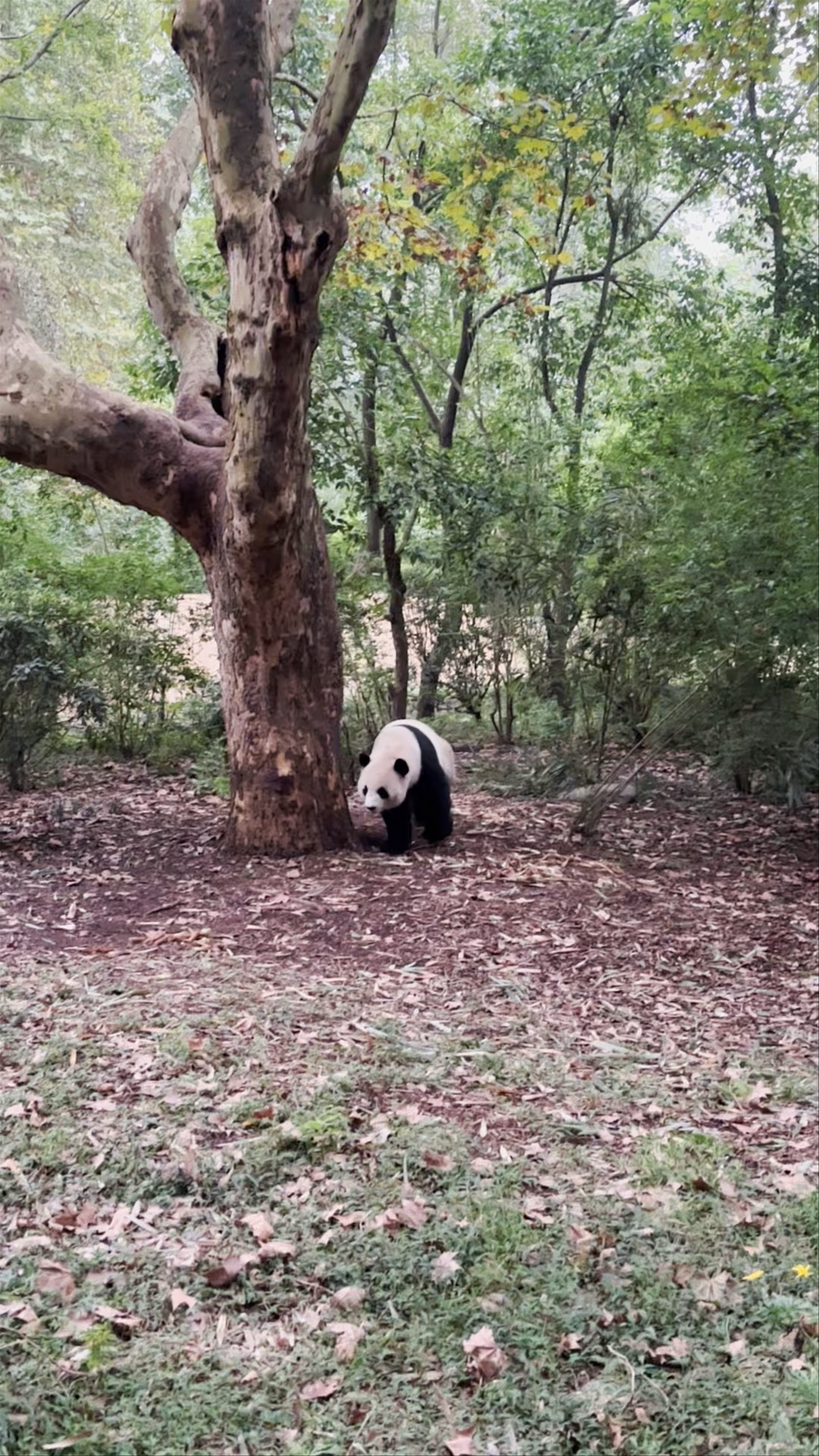 Gentle Giant Panda Encounter at Chengdu Research Base