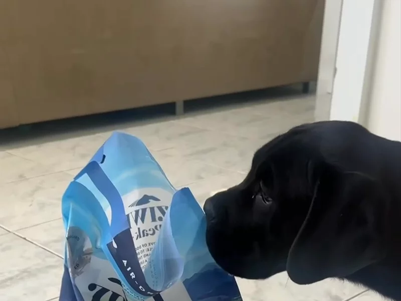 Ziwi pets au / favourite dog food