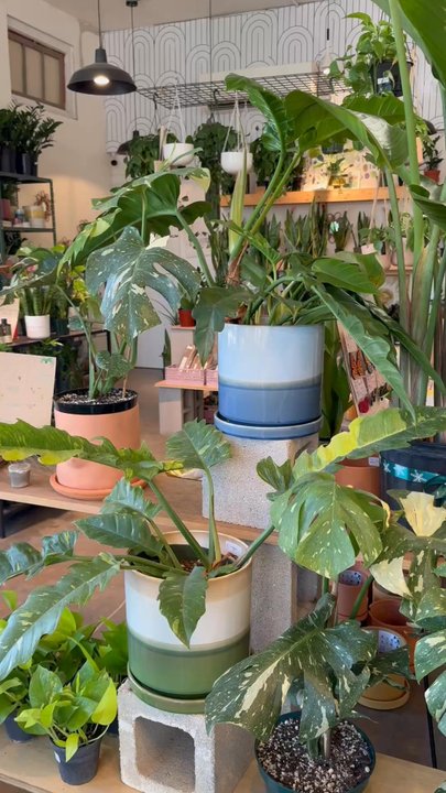 Plant Shoppe - Nurseries & Gardening Near Me - San Antonio, Texas