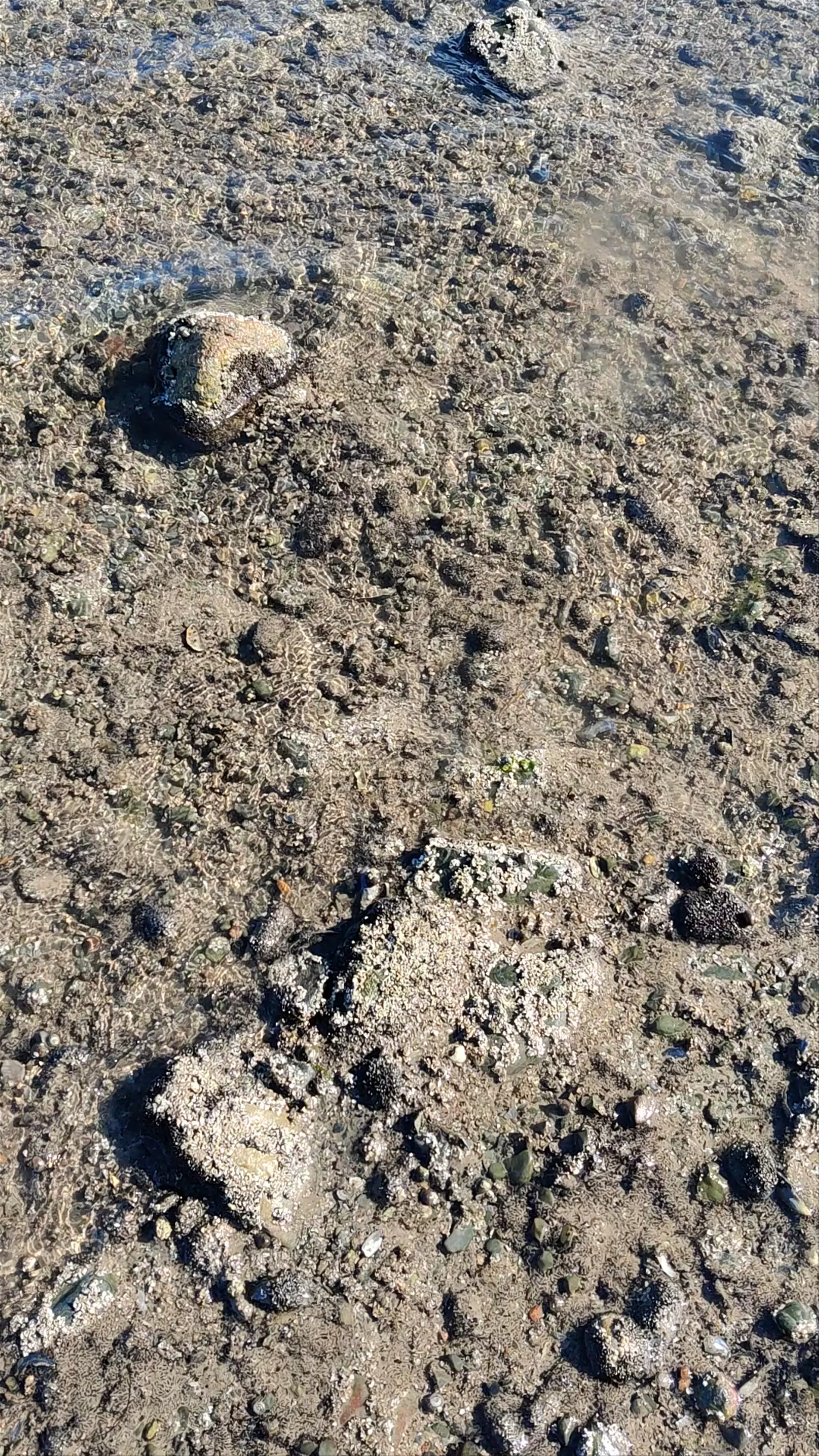 Piel Island, Walney
