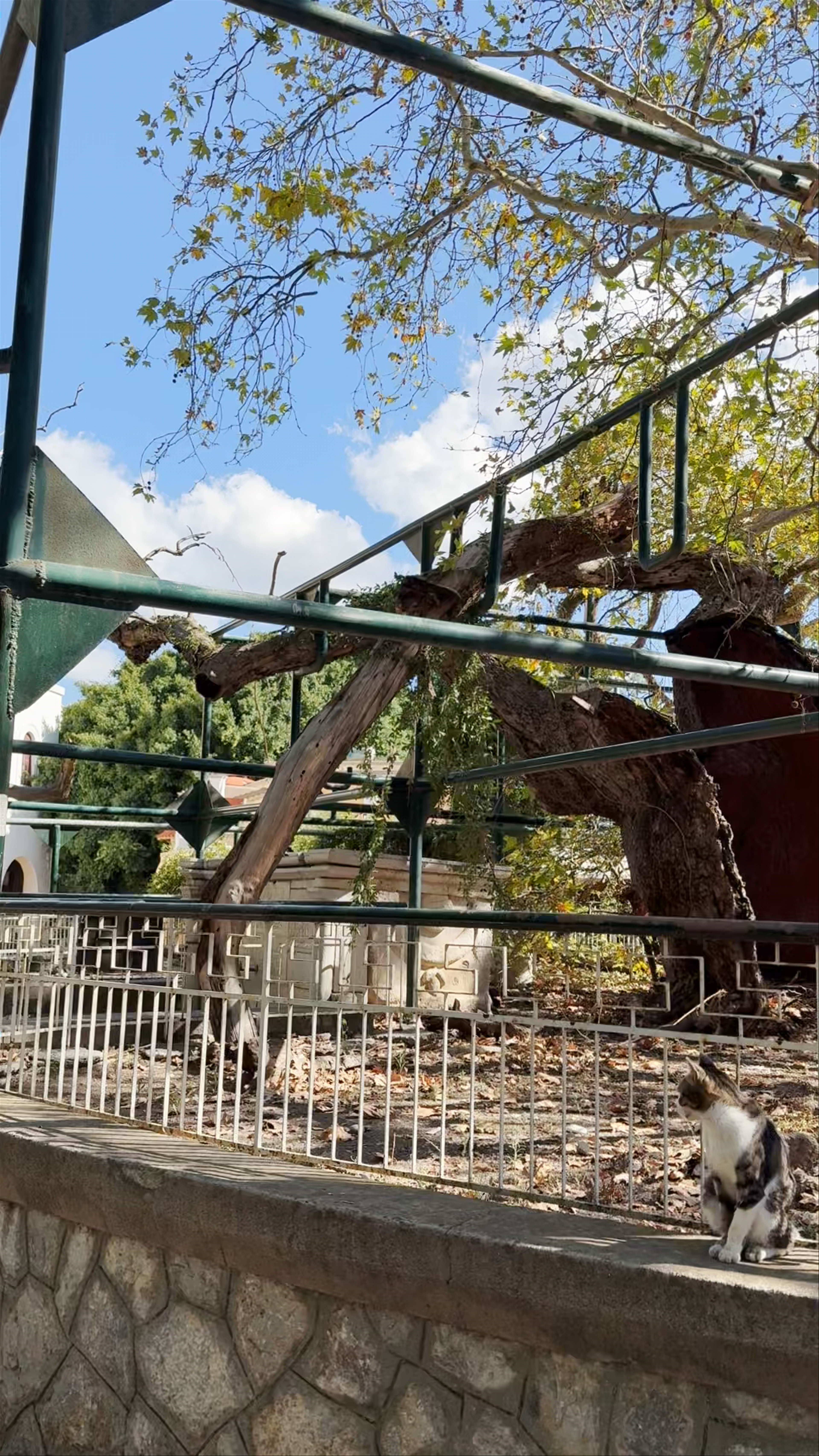 Πλάτανος του Ιπποκράτη