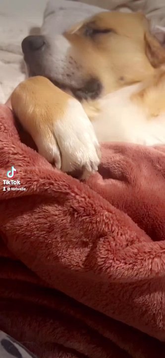 Diggidy Dog - Pet Stores Near Me - Carmel, California