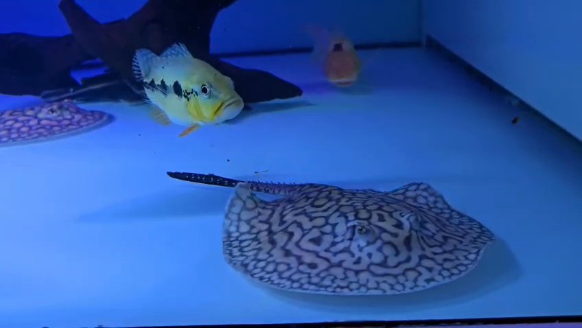 Motoro stingray