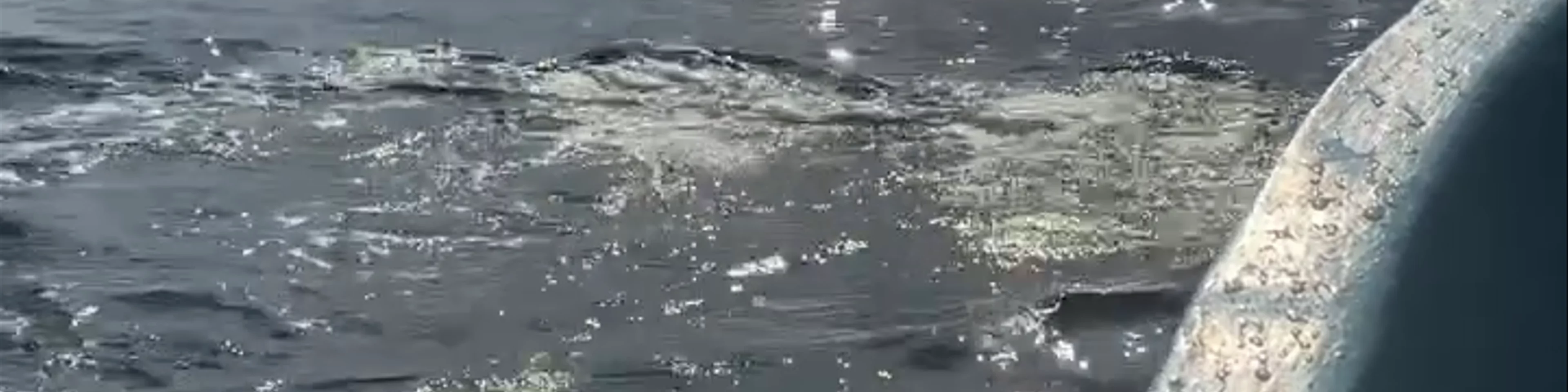 Mazunte Dolphin & Whale tour