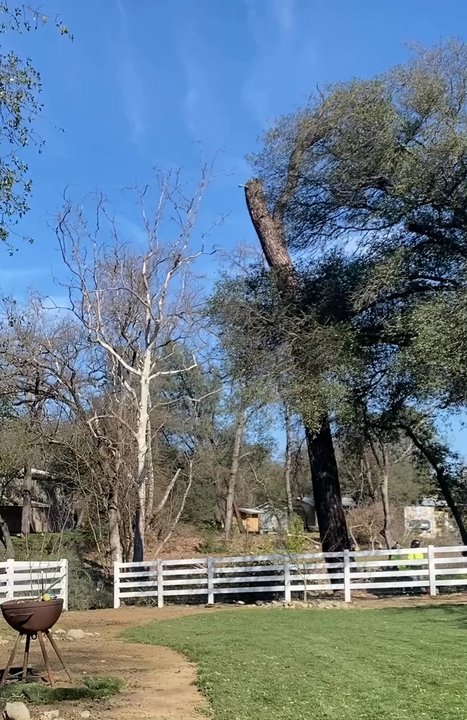 Banyan Tree Care - Big Pine - Tree Services Near Me