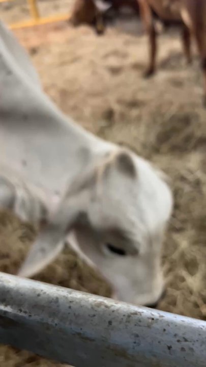 Texas Gaushala - Community Service/Non-Profit Near Me