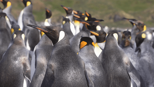 King Penguins in South Georgia animated gif