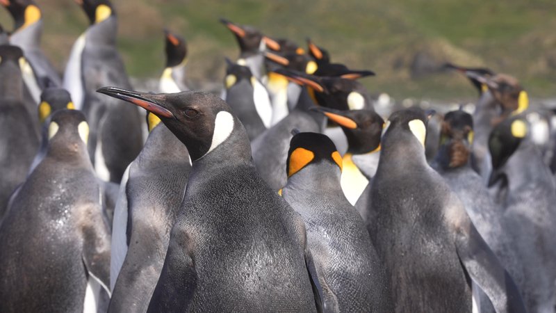King Penguins in South Georgia poster
