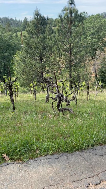 Boeger Winery - Beautiful drive up To tasting room - Wineries Near Me - Placerville, California