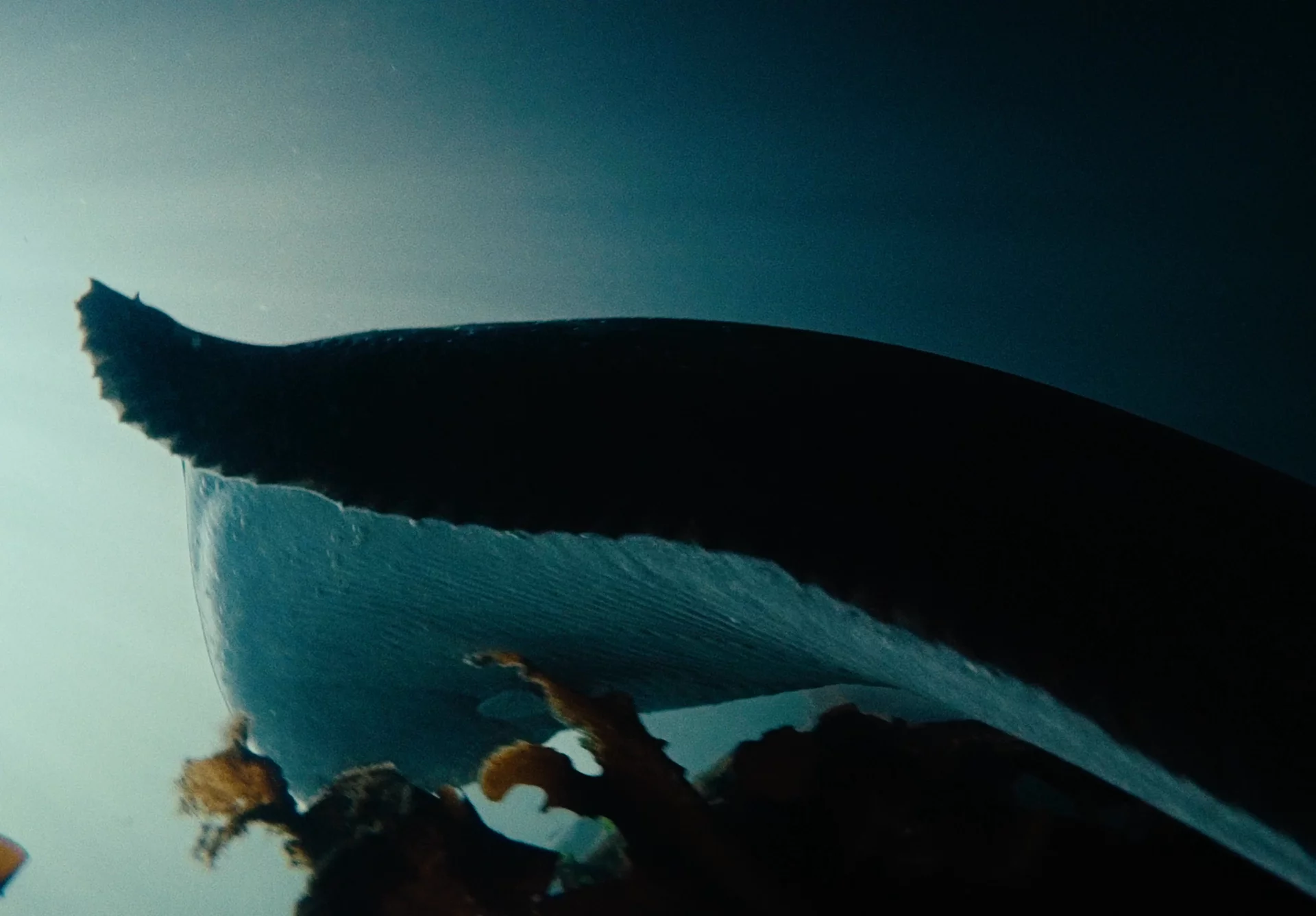 Sterling — Unleash The Magic of Halibut