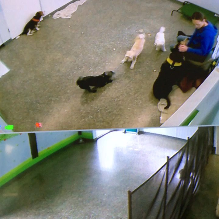 Dachs 2 Danes - Playtime - Pet Sitting Near Me - Anaheim, California