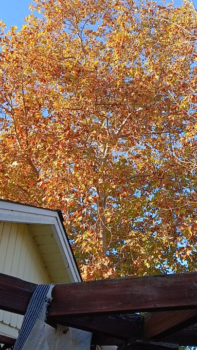Terry's Tree Service - The safety this crew displays is impressive - Tree Services Near Me - Livermore, California