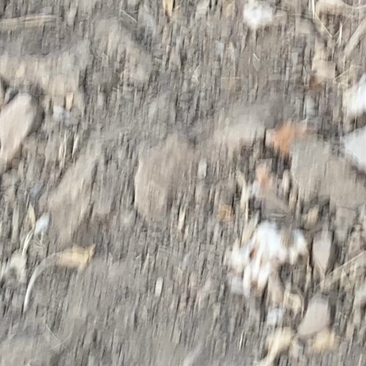 Hogs Wild Hunting Ranch - Wildlife Hunting Ranges Near Me - Coalinga, California