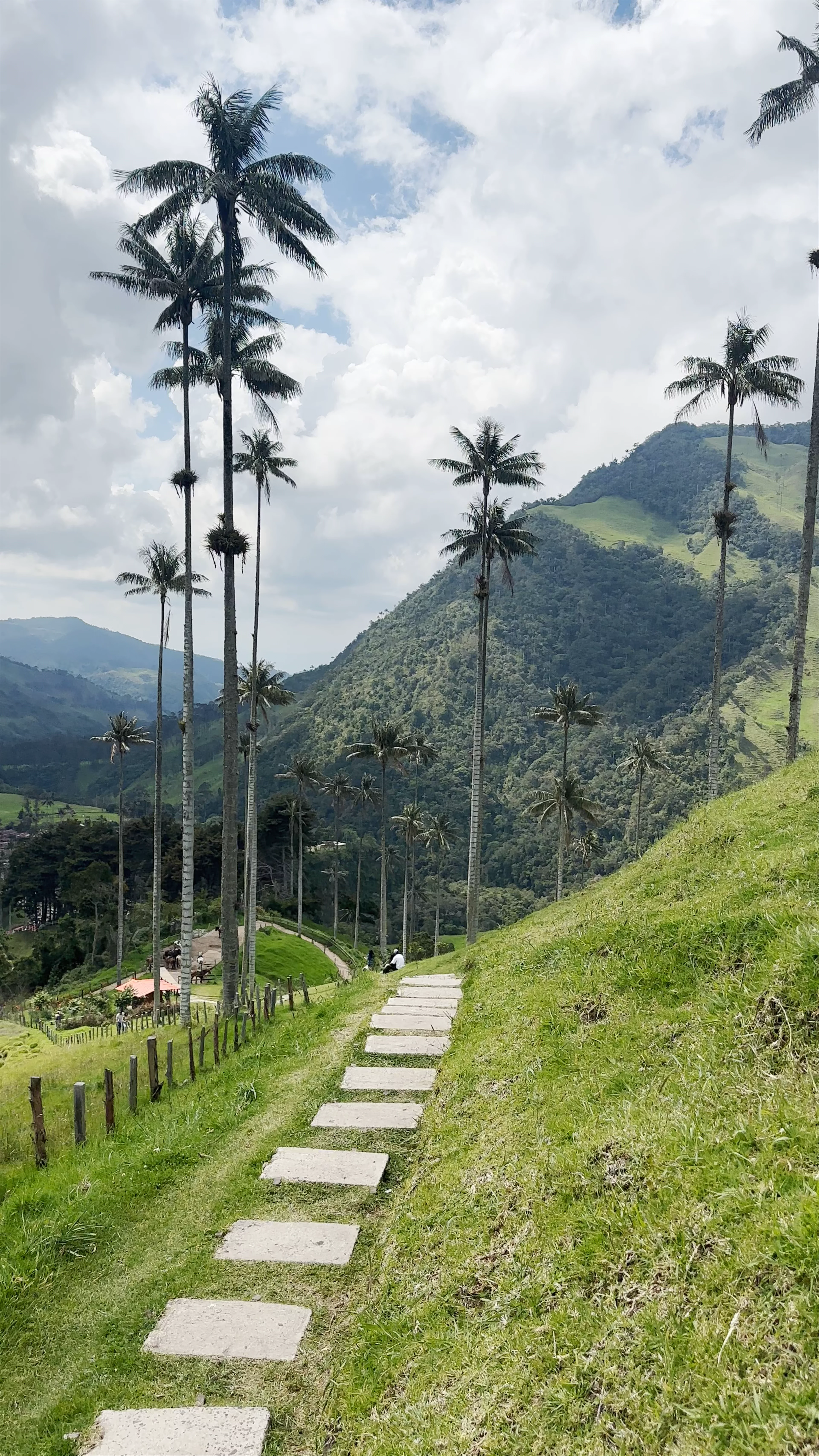 Mirador 1 Viewpoint Valle de Cocora