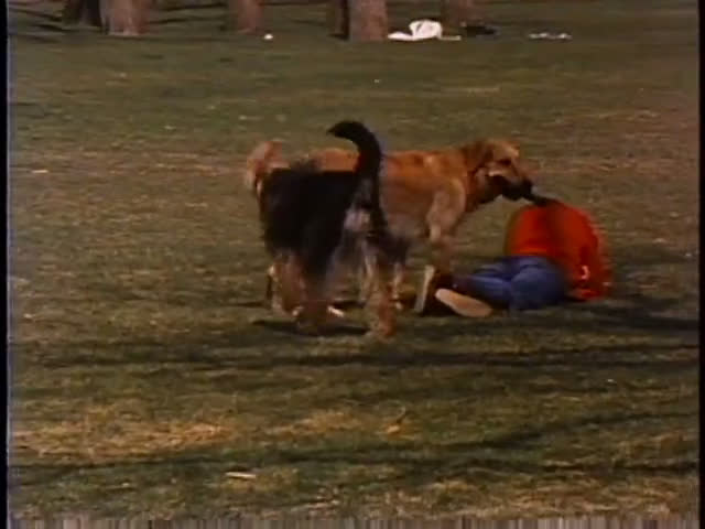 Two dogs, a golden retriever and a smaller terrier, engage in playful activity on a grassy field while a person rests nearby.