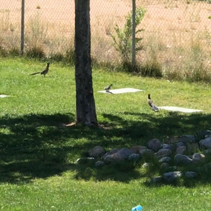 Tower Pond Park - Such an unique opportunity to see - Playgrounds Near Me - Albuquerque, New Mexico