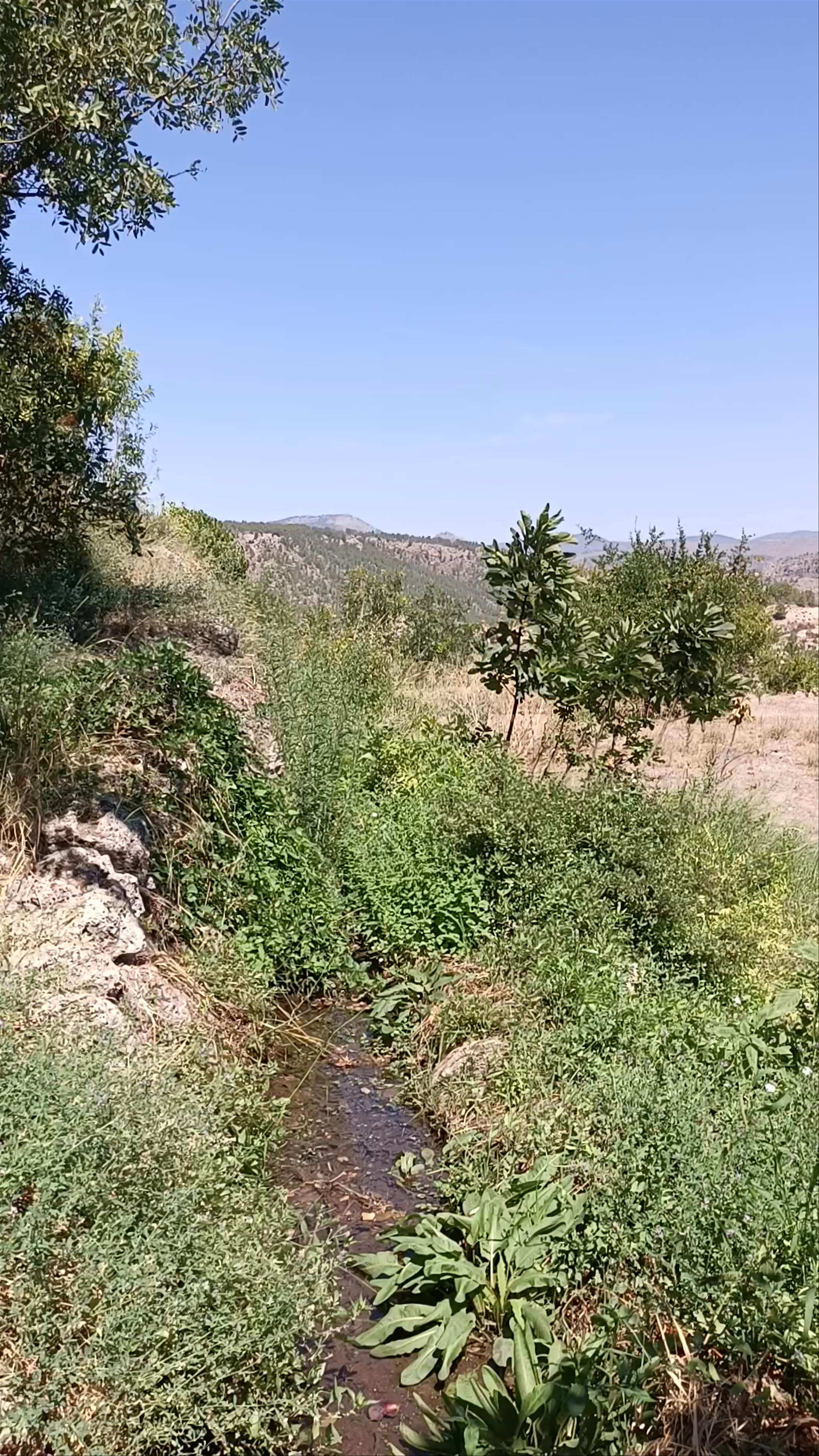 Arroyo de Letur