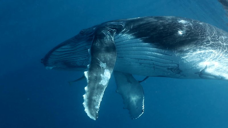 Humpback Whale Calf poster