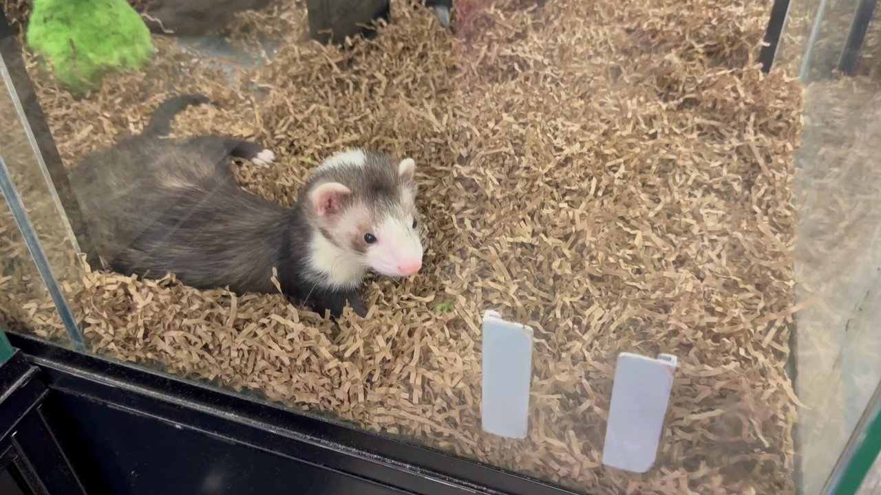 Pet Supermarket - Pet Stores Near Me - Davie, Florida