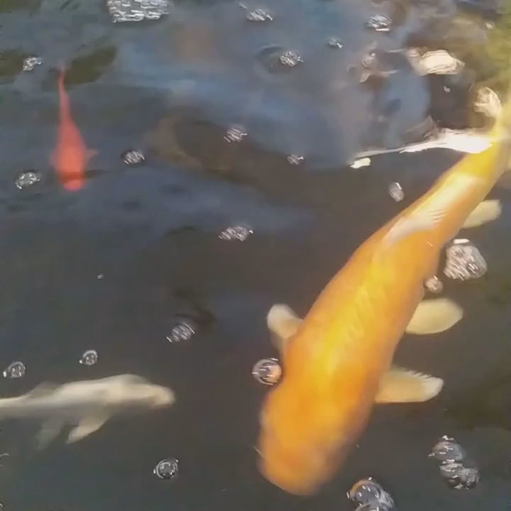 The Hidden Reef - Local Fish Stores Near Me - Levittown, Pennsylvania
