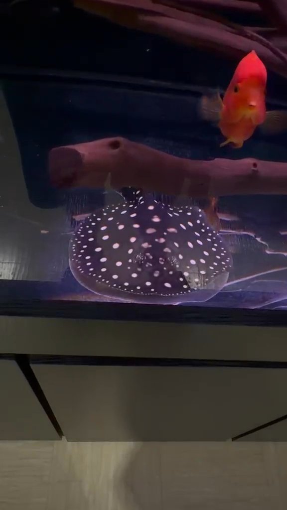 Black diamond stingray