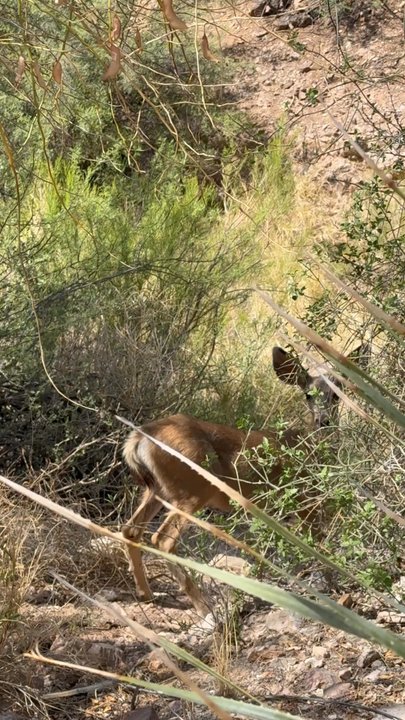 Hashani Spa - Deer and wildlife just outside the spa outdoor area - Day Spas Near Me - Tuscon, Arizona