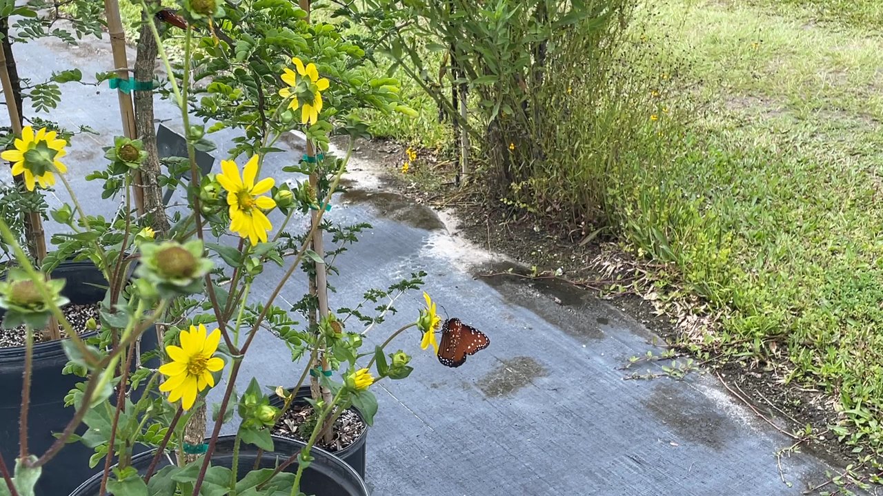 Sweet Bay Nursery - Home & Garden Near Me - Parrish, Florida