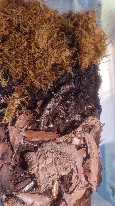 Wild Things - Isopod starting project.. - Reptile Shops Near Me - Las Vegas, Nevada