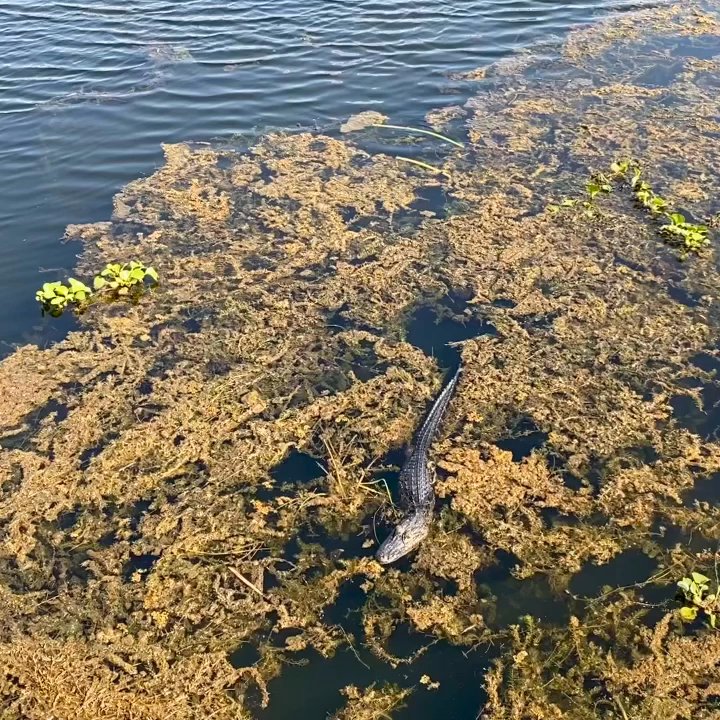 Cooter Pond Park - Parks Near Me - Inverness, Florida