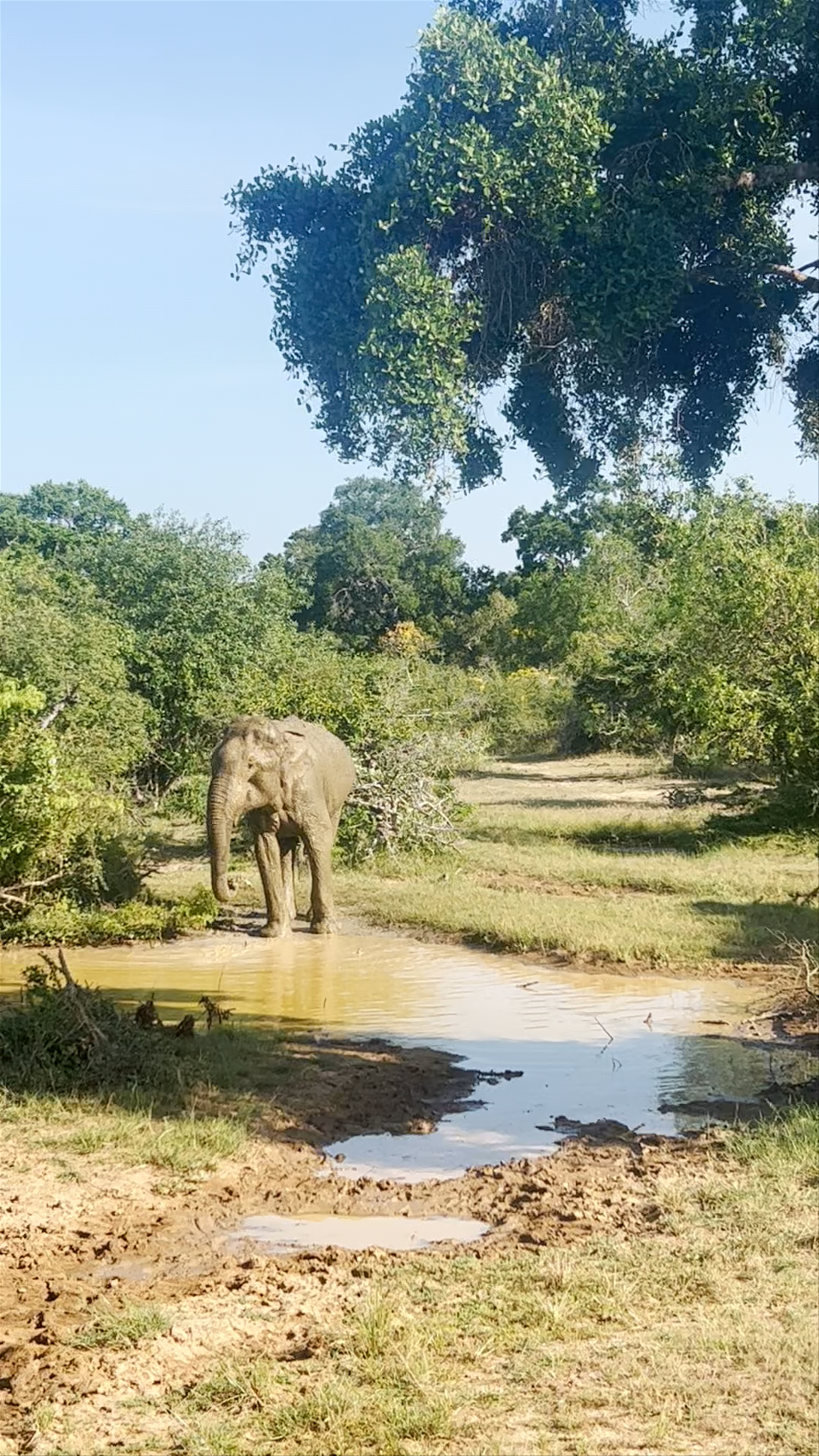Yala National Park Sri Lanka
