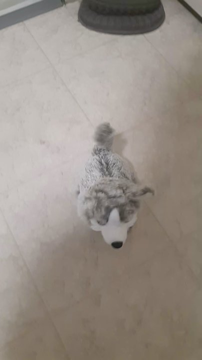 Normal Heights - When you can't have a dog that weighs over 25 lb you get a Lovey - Local Flavor Near Me - San Diego, California