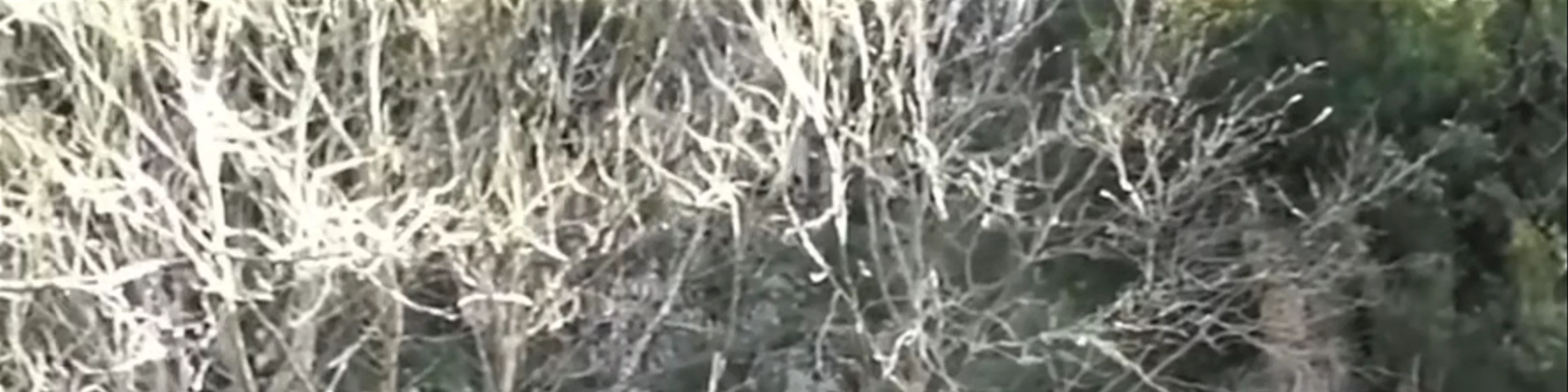 Καταρράκτης - Τοξοτή γέφυρα Παλαιοκαρυάς