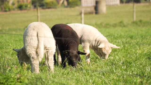 Lambs eating grass