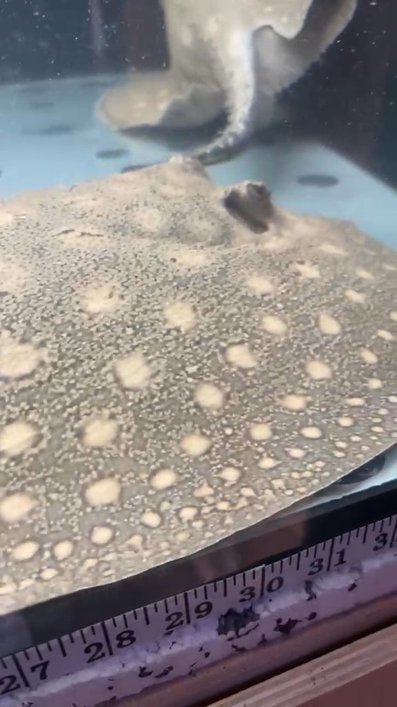 Scobina stingray