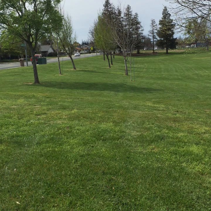 Doxey Park - Sprawling greens & exterior lined with beautiful, mature trees. - Parks Near Me - Manteca, California
