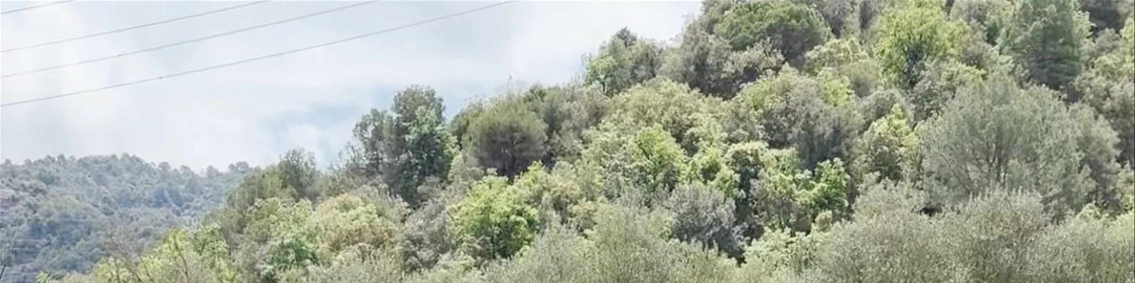 Mura