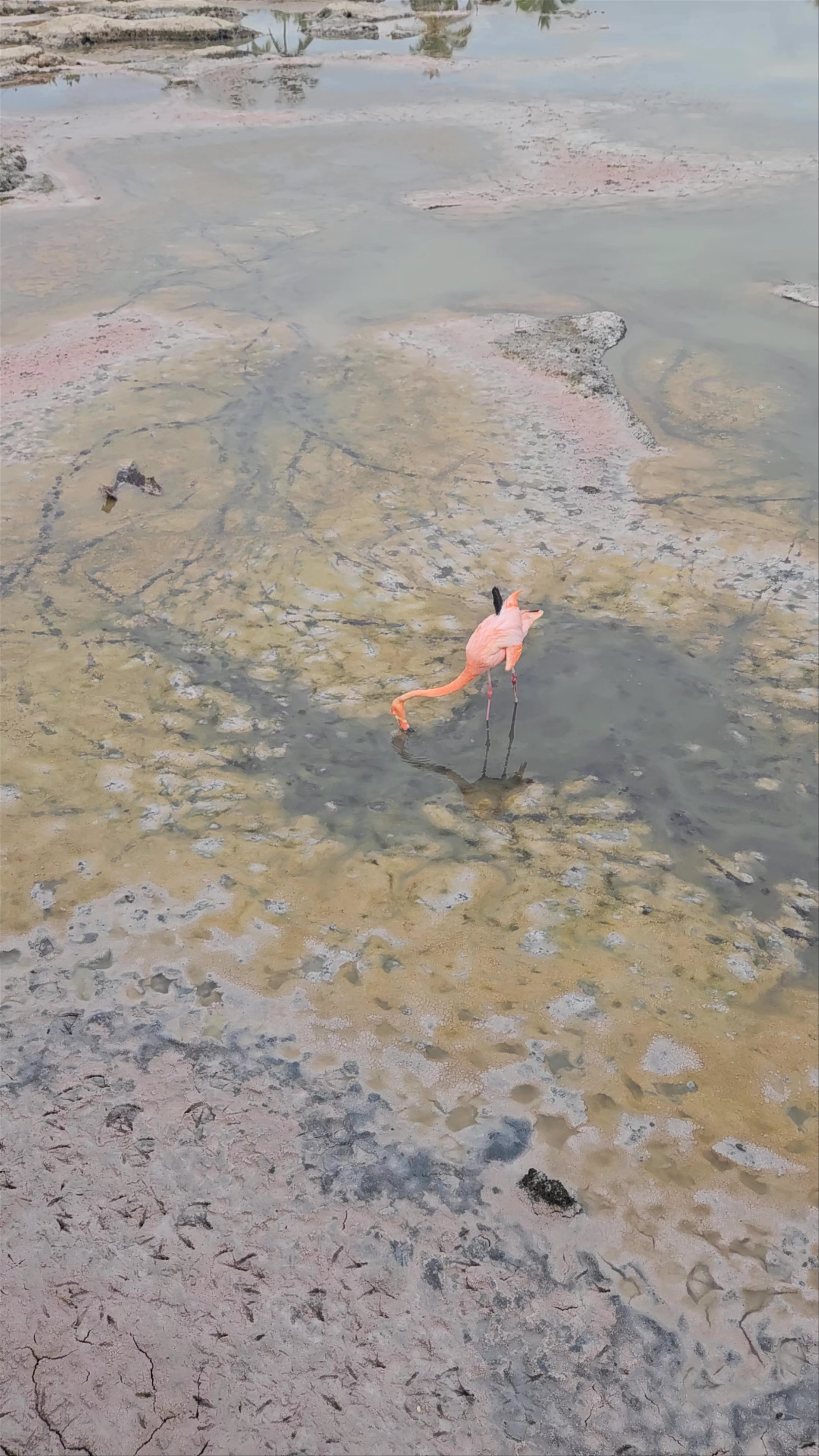Poza de los Flamingos