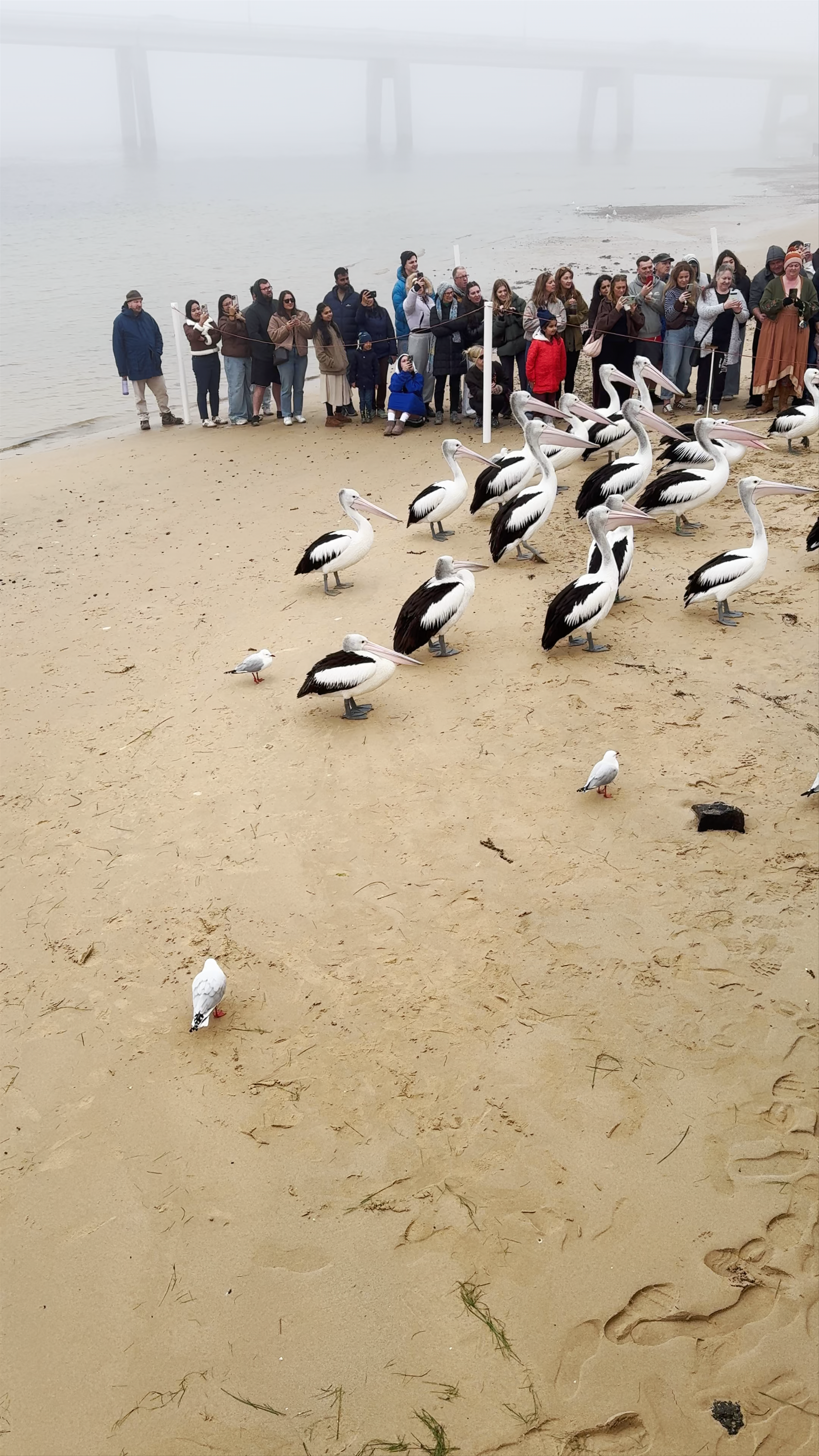 Pelican Feeding Show at Marine Parade, San Remo - A Magical Wildlife Encounter
